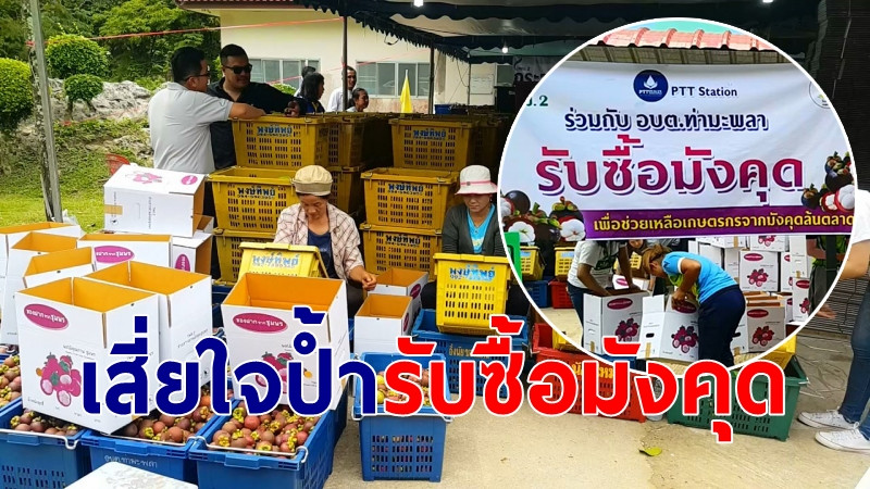 "นักธุรกิจใจป้ำ" ลุยรับซื้อมังคุดราคาตก ส่งขาย วันละ 13 ตัน