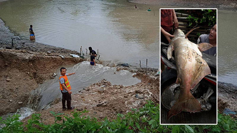 "ฝาย" ผลิตน้ำประปาของ อบต.หนองลู พัง น้ำไหลบ่าท่วมถนน ชาวบ้านสุดดีใจ!! จับปลาสวายตัวใหญ่ได้