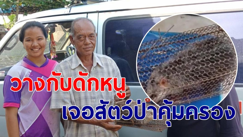 "ชาวกระบี่" วางกับดักหนู กลับเจอสัตว์ประหลาดคล้ายหนู ปากเหมือนหมู จนท.เผยเป็นสัตว์ป่าคุ้มครอง (ภาพ)