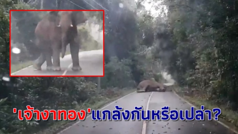 "เจ้างาทอง" ช้างป่าเขาใหญ่ นอนเล่นขวางถนน ก่อนเดินหายลึกลับ (มีคลิป)