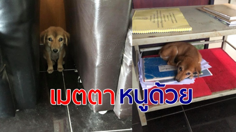 ทหารหนุ่ม เจอลูกหมา นอนผอมซูบหมดแรง ตัดสินใจ แอบเอาไปเลี้ยงในกองพัน