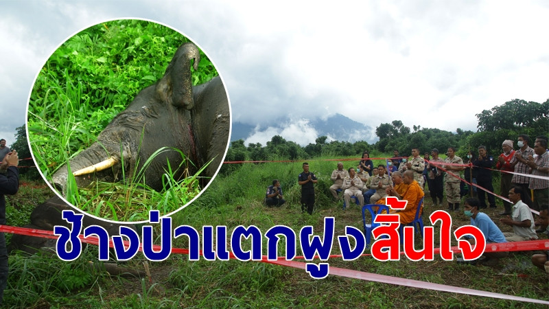 "ช้างป่า" เขาสอยดาวแตกฝูง-ถูกช้างทำร้าย สิ้นใจคาสวนลำไย