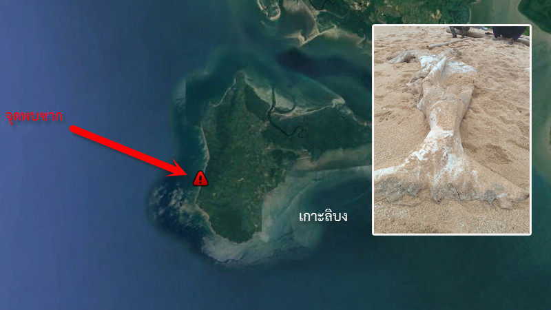 พบ "ซากพะยูนขนาดใหญ่"  ที่เกาะลิบง คาดเสียชีวิตมาแล้วไม่ต่ำกว่า 5 วัน