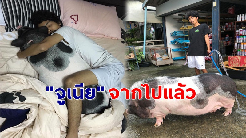 "จูเนีย หมูปีศาจ" ขวัญใจโลกโซเชียล จากไปอย่างกะทันหัน แฟนคลับแห่แสดงความเสียใจ !