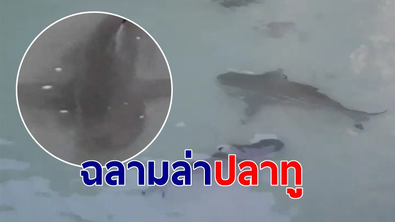 ชมคลิป "ฉลามหูดำ" นับ 10 ตัว ไล่จับปลาทู บริเวณน้ำตื้น ริมหาดเกาะห้อง ชี้ความอุดมสมบูรณ์