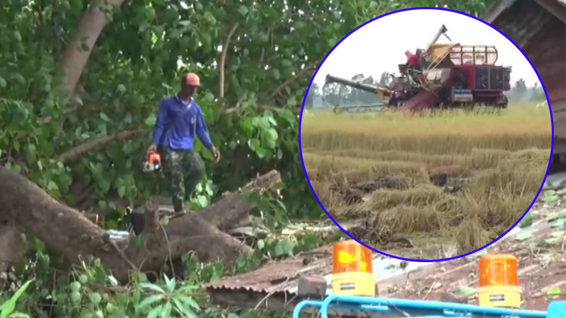 พายุฝนถล่มลพบุรี "ต้นโพธิ์ยักษ์" โค่นทับบ้านพังยับ เกษตรกรเร่งเกี่ยวข้าวหนีน้ำ