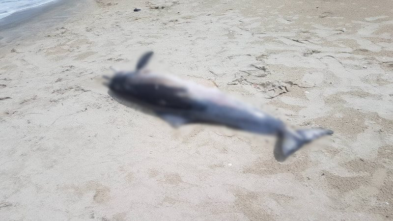 สุดเศร้า ! พบ "ซากโลมาสีชมพู" เกยตื้นริมหาดสิชล ส่งผ่าพิสูจน์หาสาเหตุ