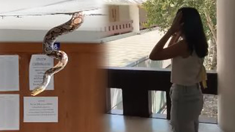 นี่ไม่ใช่ครั้งแรก ! "งูเหลือมยักษ์" เลื้อยทะลุระเบียงกันสาดกลาง ม. ดัง โผล่ทักทายนักศึกษา
