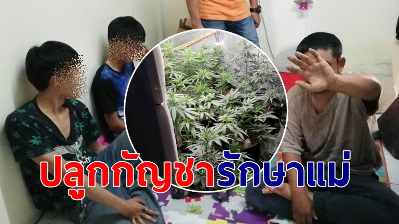 ตำรวจเมืองจันท์ รวบหนุ่มปลูกกัญชา คาห้องเช่า อ้างให้แม่รักษาโรค