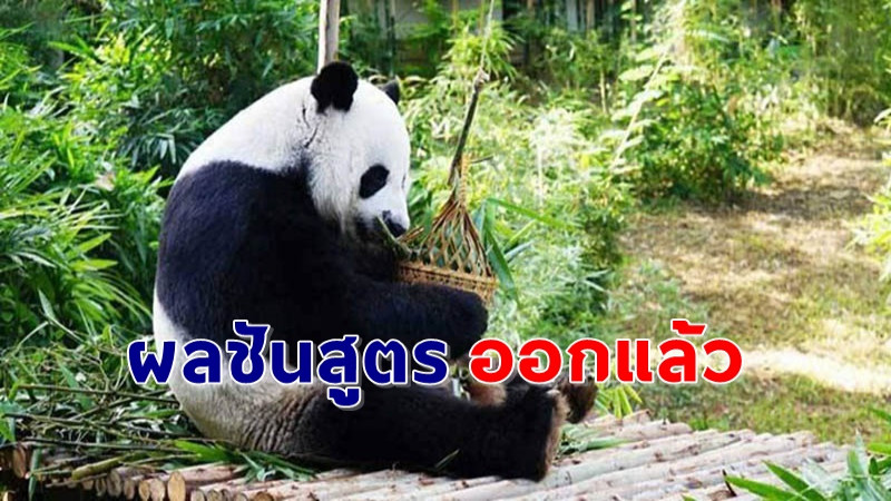 ผลชันสูตร "แพนด้าช่วงช่วง" ออกแล้ว  ไทยเตรียมดำเนินการชดเชยให้จีน !