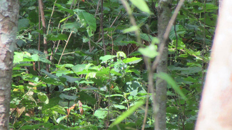 ชาวเน็ตกราบหัวใจ "ช่างภาพ" ถ่ายติดเสือพรางตัวในป่า! นิ่งแค่ไหนถึงรอดมาได้ 