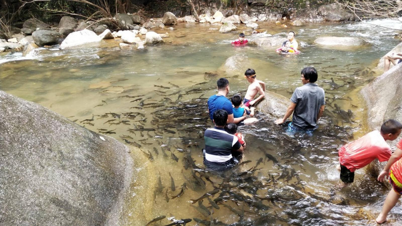 "อุทยานแห่งชาติน้ำตกพลิ้ว" คุมเข้มนักท่องเที่ยวจับปลาพลวงหินมาถ่ายรูป หลังมีผู้จับปลามาถ่ายรูป