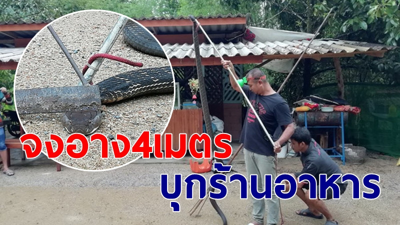 แม่ครัวหวิดโดนฉก จงอางยาว 4 เมตร บุกร้านอาหารชื่อดังเมืองคอน (คลิป)