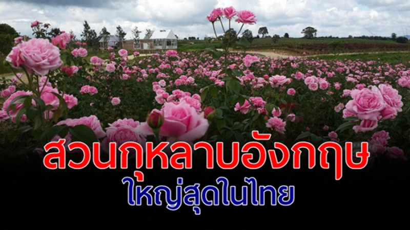 อลังการ ! ฟ้าประทาน โรส พาร์ค  ดินแดนแห่งดอกกุหลาบอังกฤษ ใหญ่สุดในไทย