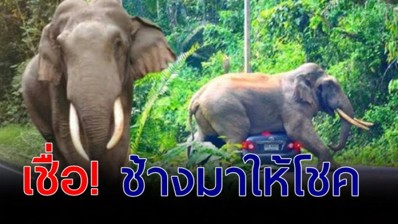 เปิดทะเบียนรถ ! ที่โดนช้างเขาใหญ่ทับ เชื่อสัตว์ใหญ่ มาให้โชค