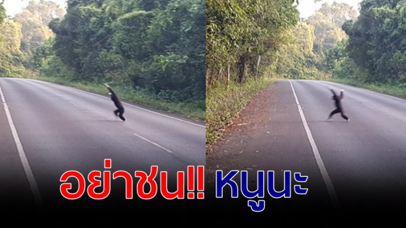 เผยภาพ  "ชะนีน้อย" วิ่งข้ามถนน แจ้งเตือน เที่ยวเขาใหญ่ อย่าขับรถเร็ว