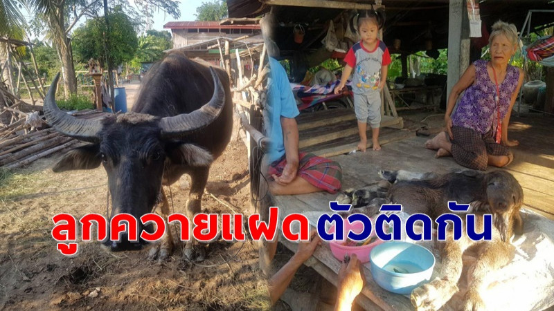 ชาวบ้านแห่กราบไหว้ ! "ลูกควายแฝด" ตัวติดกัน 2 หัว 8 ขา เจ้าของเชื่อน่าจะมาให้โชค !