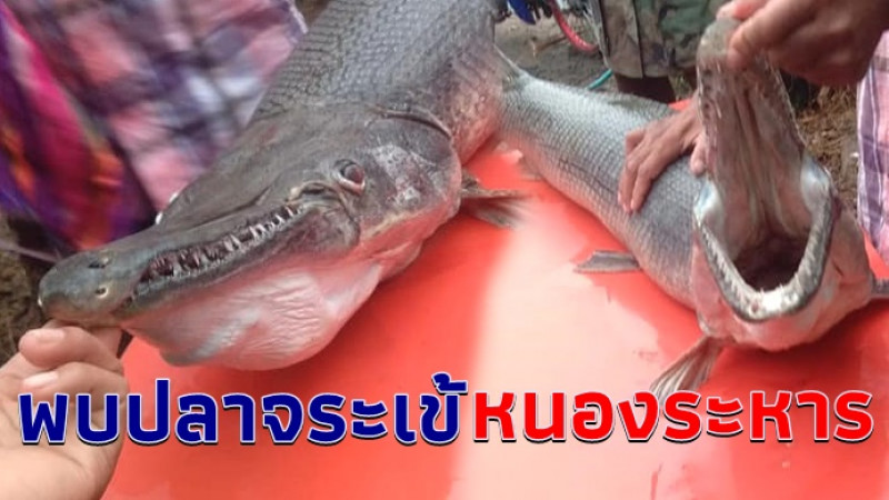 พบ "ปลาจระเข้" โผล่บ้านหนองระหาร ชาวบ้านกังวลหวั่นกระทบระบบนิเวศน์