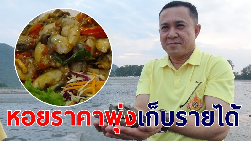 "หอยท้ายเภา" ราคาพุ่ง ทำเมนูสู่ภัตตาคาร นอภ.พาลุยเก็บหอยสร้างรายได้