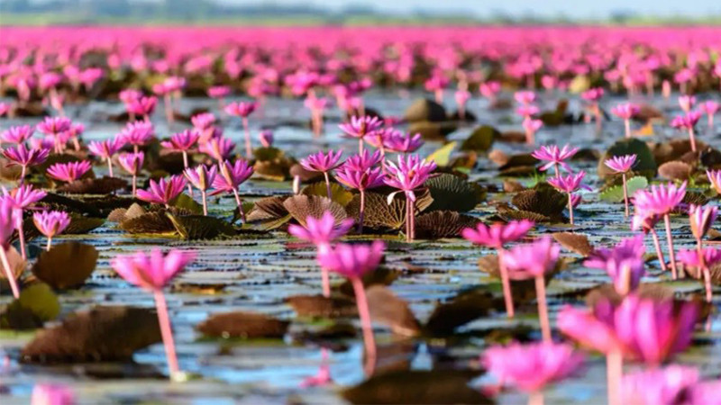 ทะเลบัวแดงแหล่งมหัศจรรย์ความงามอุดรธานี