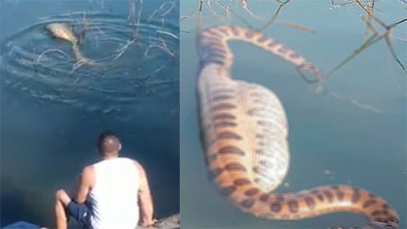 ภาพชวนขนลุก "งูอนาคอนด้า" ท้องอืดเขมือบเหยื่อ ว่ายน้ำลอยคอแบบพิลึก (ภาพ)