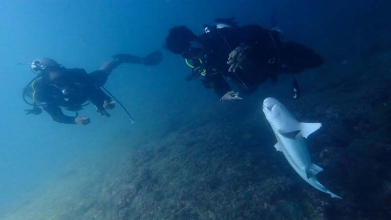 นักดำน้ำพบซากฉลามหูดำ 3 ตัว ติดเบ็ดใกล้เกาะพีพี (มีคลิป)