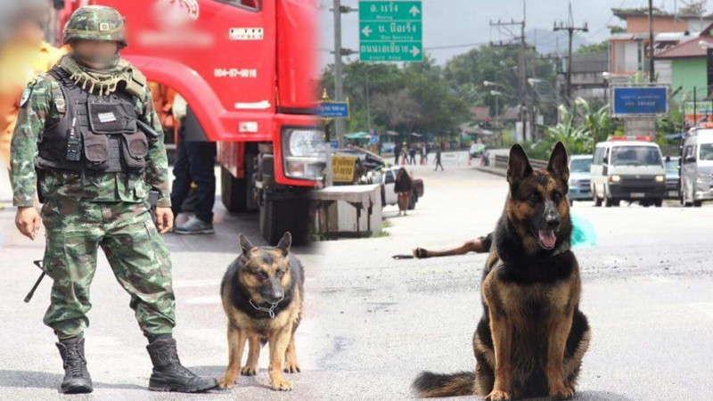 ชาวเน็ตอาลัย ! "น้องกาแฟ" สุนัขทหาร 1 ในตำนาน ผู้กล้า 4 ขา ได้จากไปอย่างสงบแล้ว !