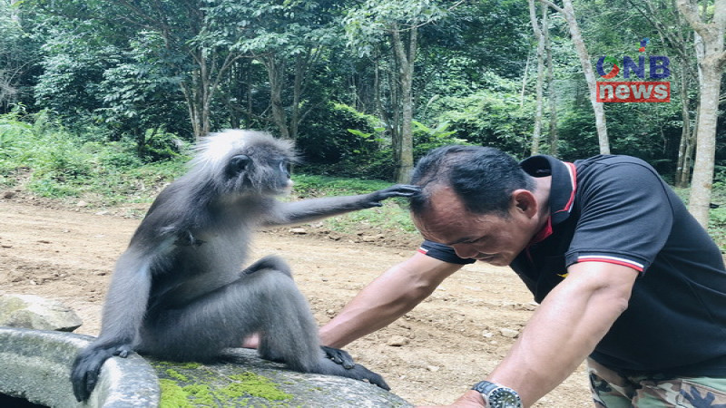 สุดทึ่ง!! “ไอ้น้อง” ลิงป่าภูเขาบูโด แสนรู้เชื่อง ชอบหาหอกให้ชาวบ้าน