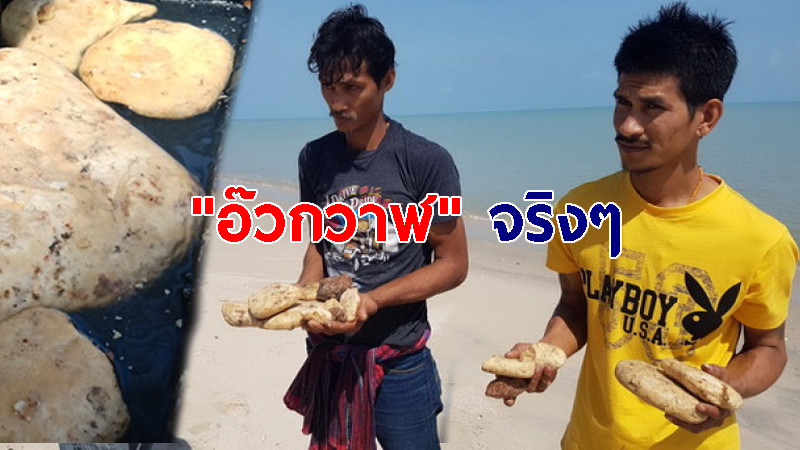 2 หนุ่ม สุดดีใจเจอ ” อ๊วกวาฬ ” หนัก 3 กก. ลอยเกยชายหาดเมืองคอน