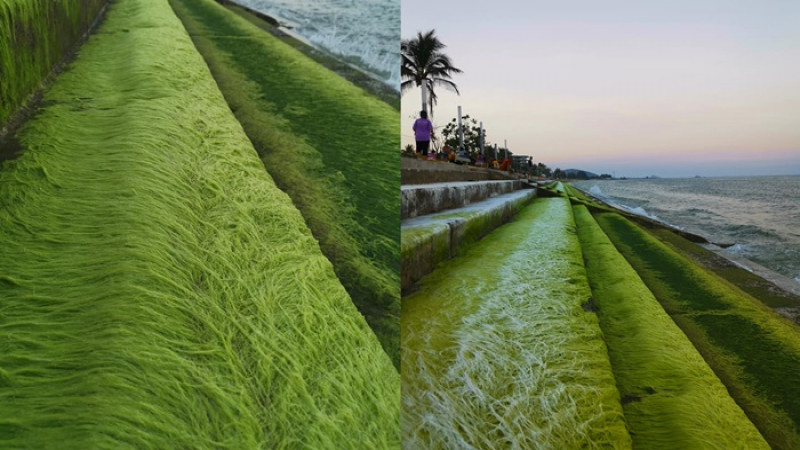 นักท่องเที่ยวแห่ชม  "ชายหาดปากน้ำปราณบุรี"  สวยงาม เหมือนปูพรมเขียว