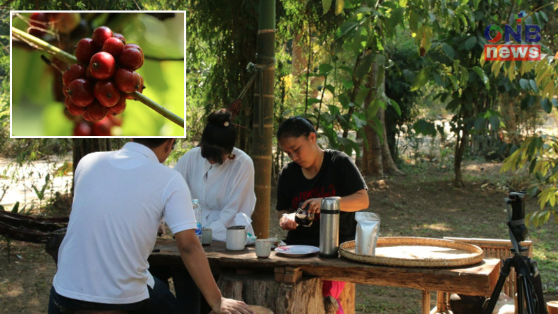 คนป่าเขตทุ่งใหญ่นเรศวรฯ บ้านสะเนพ่อง นำกาแฟที่มีอยู่ในสวนหลังบ้านมาผลิตเพื่อไว้บริโภคเอง