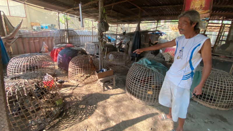 เจ้าของไก่ชนชาวอยุธยา ถูกโจรแสบขโมยไก่ชนคืนเดียว 3 ตัวรวด