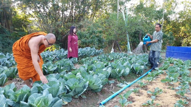 พระ-ชาวบ้าน ปลูกผักสวนครัวรั้วกินได้ตามรอยพ่อ ร.9 แจกชาวบ้าน