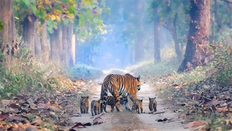ภาพอบอุ่นหัวใจ "แม่เสือ" เดินนำลูกน้อย 5 ตัวกลางป่าใหญ่
