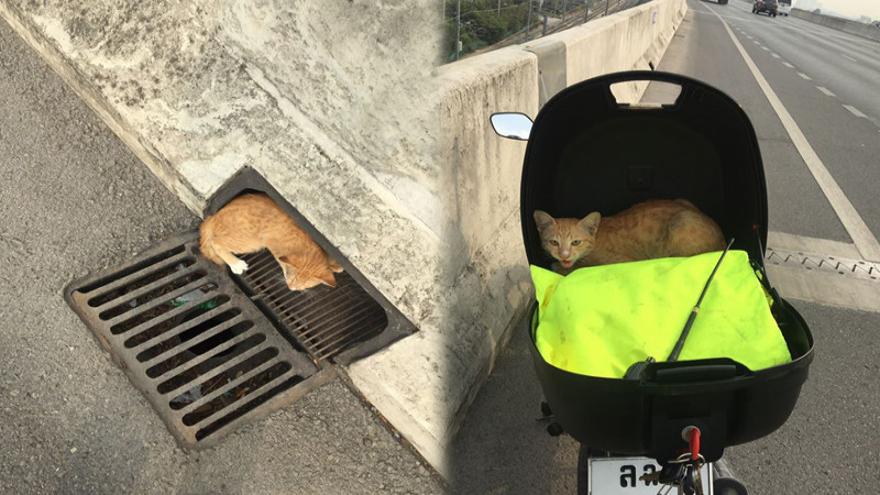เจ้าหน้าที่เจอ "แมวส้ม" ตรงท่อระบายน้ำทางพิเศษ เอากลับที่ทำงาน รอคนใจดีมารับเลี้ยง !