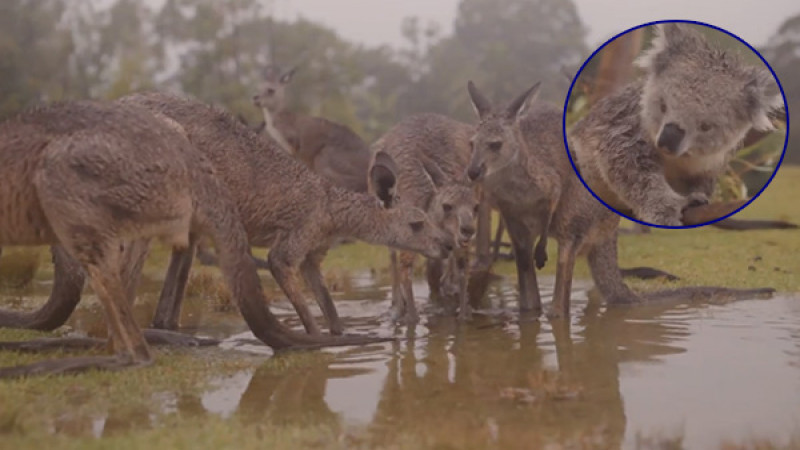 เปิดนาที "สัตว์ป่าออสเตรเลีย" ดีใจถ้วนหน้า ฝนตกช่วยดับไฟป่า 