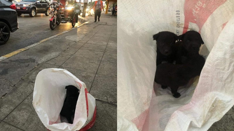 น้องหมา 5 ตัว โดนจับใส่ถุงปุ๋ยมาทิ้ง วอนผู้ใจบุญรับเลี้ยงน้อง