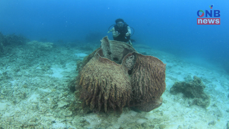เตรียมเที่ยวชมความอุดมสมบูรณ์ปะการังสวยงามและสัตว์น้ำใต้ทะเลพีพี (มีคลิป)