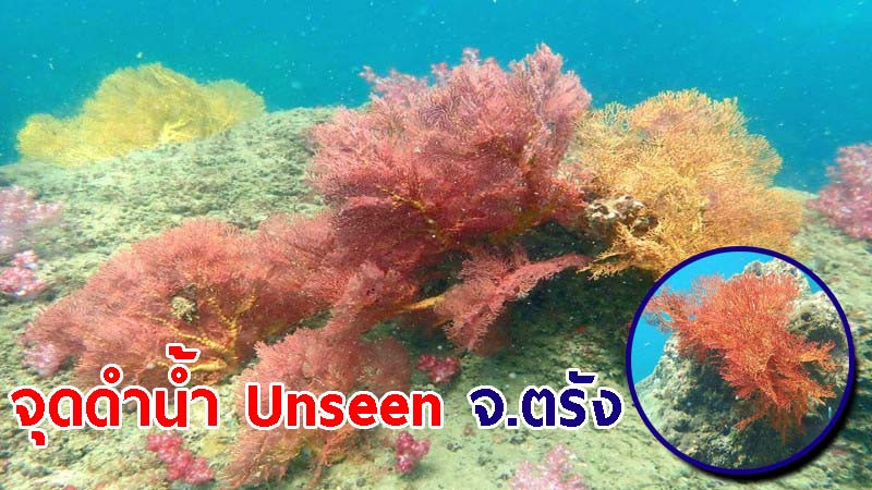 รวมภาพ เกาะเหลาเหลียง-จังกาบ จ.ตรัง จุดดำน้ำแบบ Unseen ของทะเลตอนใต้