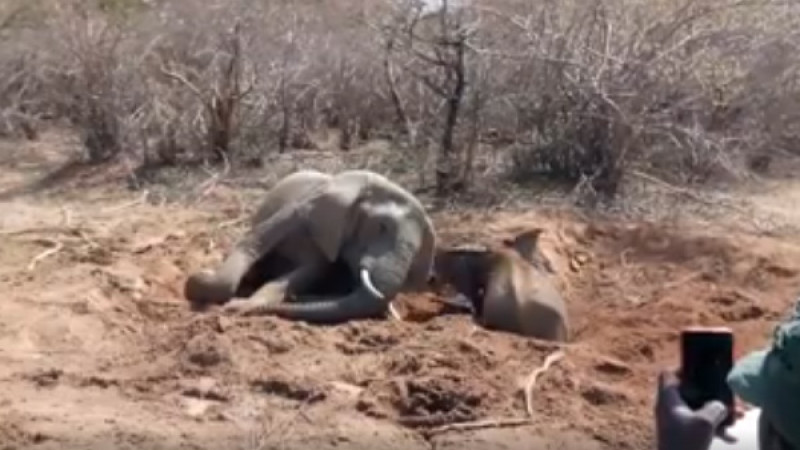 เป็นซึ้ง! แม่ช้างสู้สุดตัวช่วยลูกติดโคลน 2 วัน ไม่ยอมห่างสักก้าว 