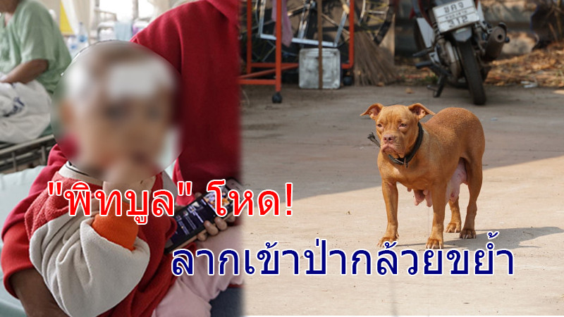 "สุนัขพิทบูล" ขย้ำเด็ก 2 ขวบ แม่ตกใจ! วิ่งเข้าช่วยเหลือถูกกัด บาดเจ็บทั้งคู่