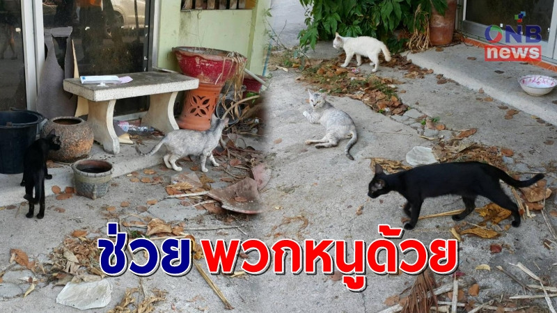 วอนหน่วยงานเข้าช่วยเหลือแมวหลายสิบตัวถูกทิ้งอยู่ในบ้านร้าง