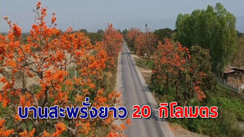 ถนนสายพะเยา - เชียงคำดอกทองกวาวบานสะพรั่งยาวกว่า 20 กม.