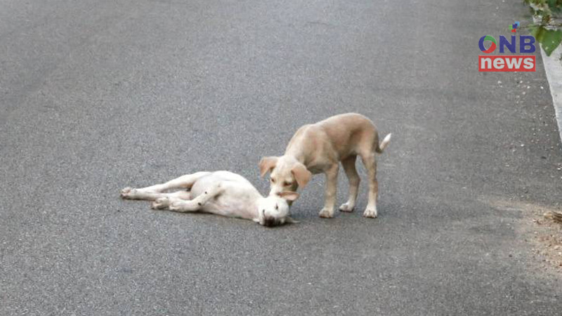 ภาพสุดสะเทือนใจ!! "ตูบน้อย" นั่งเฝ้าเพื่อนไม่ห่าง หลังถูกรถชนหมดลมหายใจ