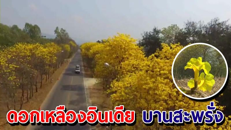 "ดอกเหลืองอินเดีย" บานสะพรั่ง ตามแนวถนนสายเชียงคำ-น่าน