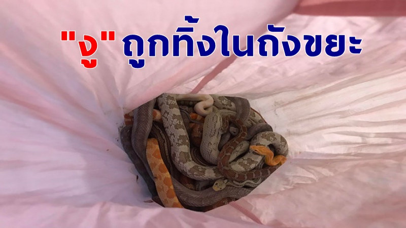 ชาวบ้านผวา พบ "งู" 16 ตัว ยัดใส่ปลอกหมอนถูกทิ้งในถังขยะ !