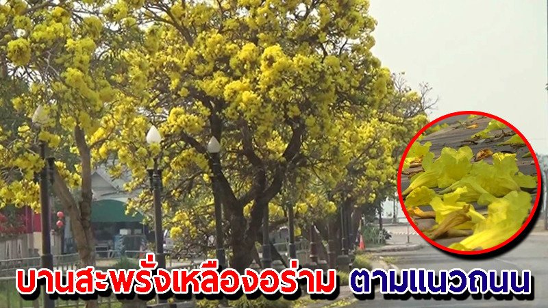 "ดอกไม้งามเหลืองปรีดียาธร" เริ่มบานสะพรั่งเหลืองอร่าม ตามแนวถนน จ.พะเยา