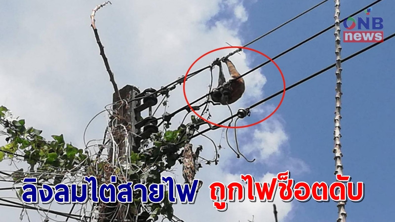 เศร้าจับใจ "เจ้าลิงลม" ไต่สายไฟออกตามหาคู่ถูกไฟช็อตสิ้นใจดับ