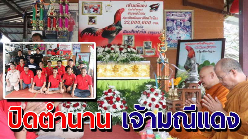 ปิดตำนาน "เจ้ามณีแดง" ไก่ชนที่มีค่าตัวเดิมพันแพงที่สุดในโลก 22 ล้าน