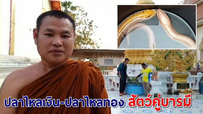 พระเจ้าอาวาสเลี้ยงปลาไหลเงิน-ปลาไหลทอง เชื่อเป็นสัตว์คู่บุญบารมี